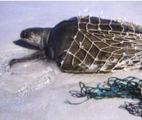 Dumped Fishing Nets, Known as 'Ghost Nets', are an Environmental Problem